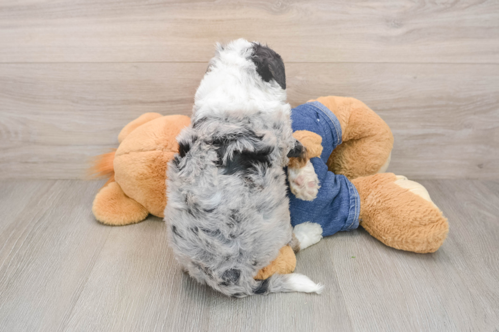 Friendly Mini Sheepadoodle Baby