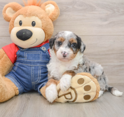 5 week old Mini Sheepadoodle Puppy For Sale - Puppy Love PR