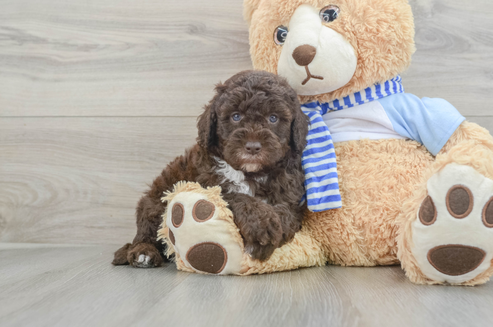 6 week old Mini Sheepadoodle Puppy For Sale - Puppy Love PR