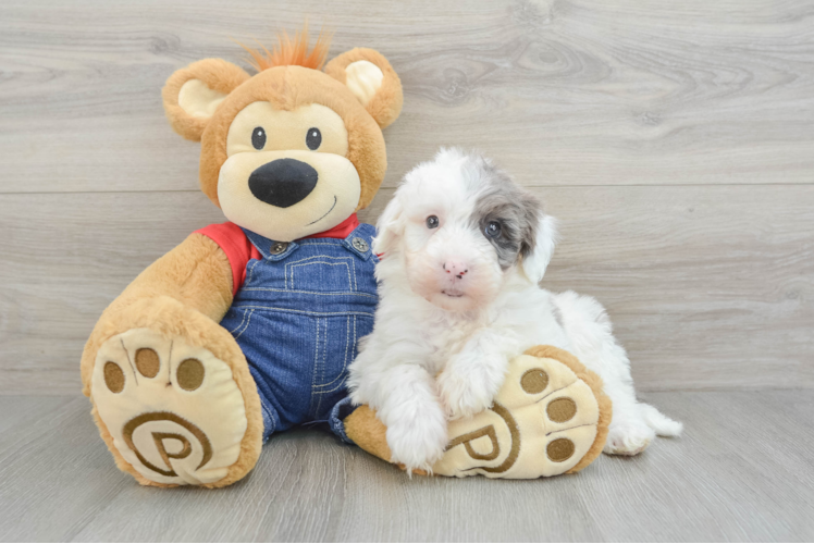 Meet Spot - our Mini Sheepadoodle Puppy Photo 1/3 - Puppy Love PR Mini Sheepadoodle Puppy for Adoption
