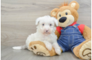 Friendly Mini Sheepadoodle Baby