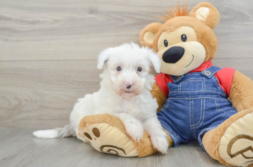 8 week old Mini Sheepadoodle Puppy For Sale - Puppy Love PR