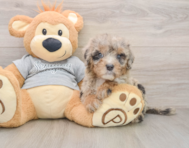 7 week old Mini Sheepadoodle Puppy For Sale - Puppy Love PR
