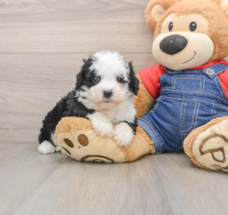 6 week old Mini Sheepadoodle Puppy For Sale - Puppy Love PR