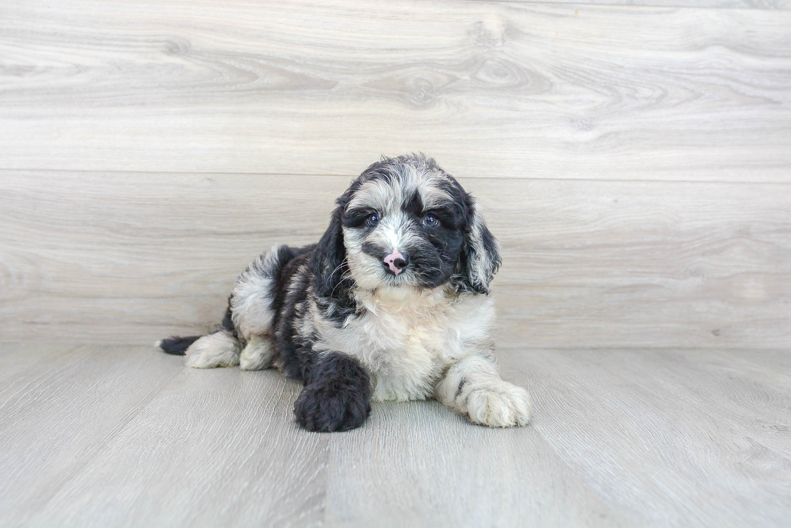 Mini Sheepadoodle Puppy for Adoption