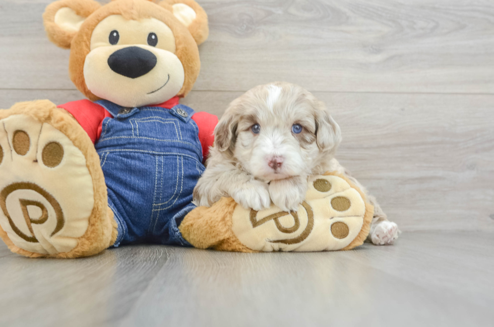 7 week old Mini Sheepadoodle Puppy For Sale - Puppy Love PR