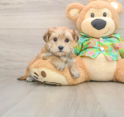 6 week old Morkie Puppy For Sale - Puppy Love PR
