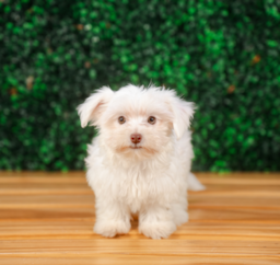 11 week old Morkie Puppy For Sale - Puppy Love PR