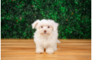 Cute Morkie Designer Pup