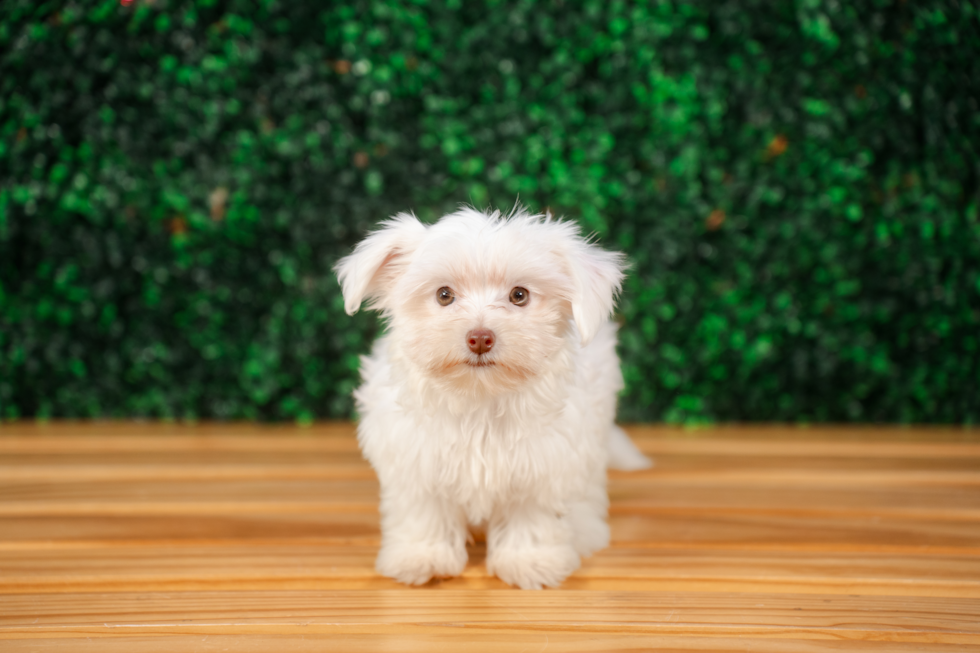 Cute Morkie Designer Pup
