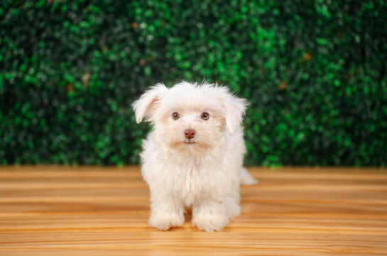 Cute Morkie Designer Pup