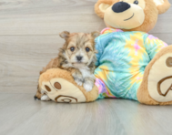 5 week old Morkie Puppy For Sale - Puppy Love PR