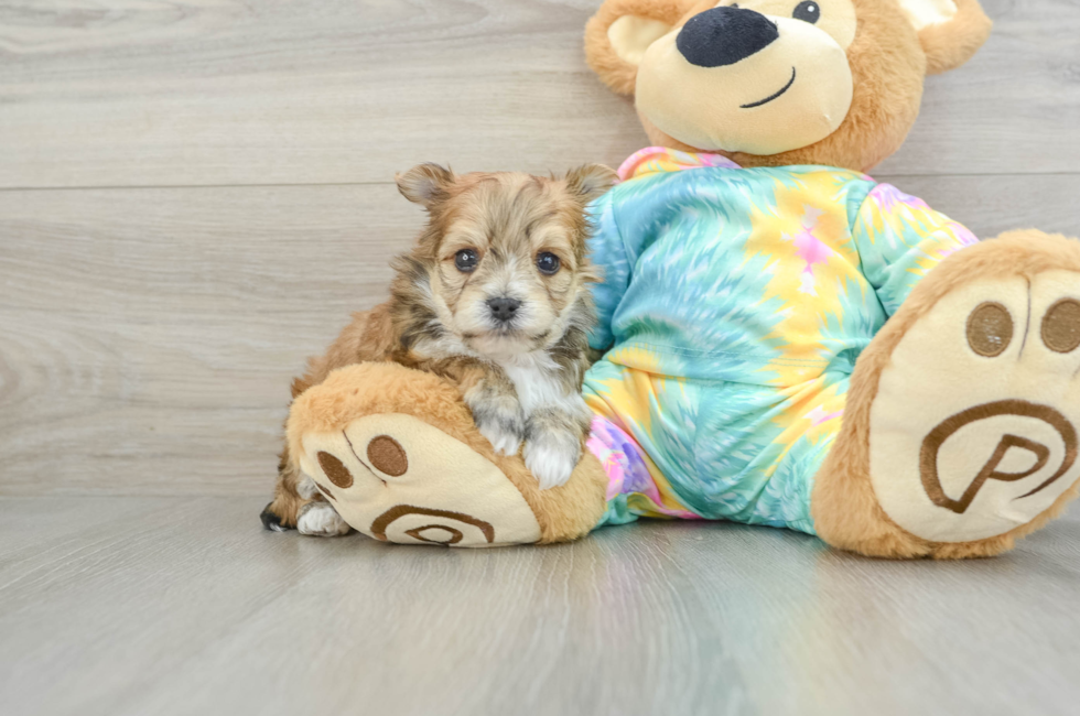 5 week old Morkie Puppy For Sale - Puppy Love PR