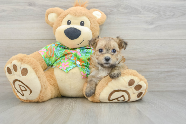 Adorable Malki Designer Puppy