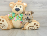 5 week old Morkie Puppy For Sale - Puppy Love PR