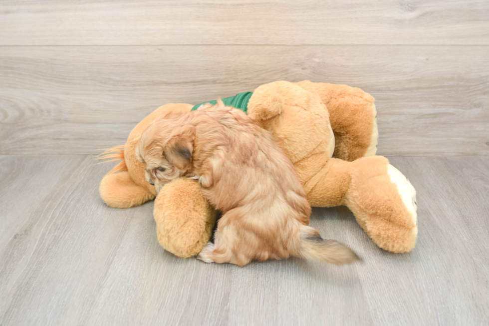 Petite Morkie Designer Pup