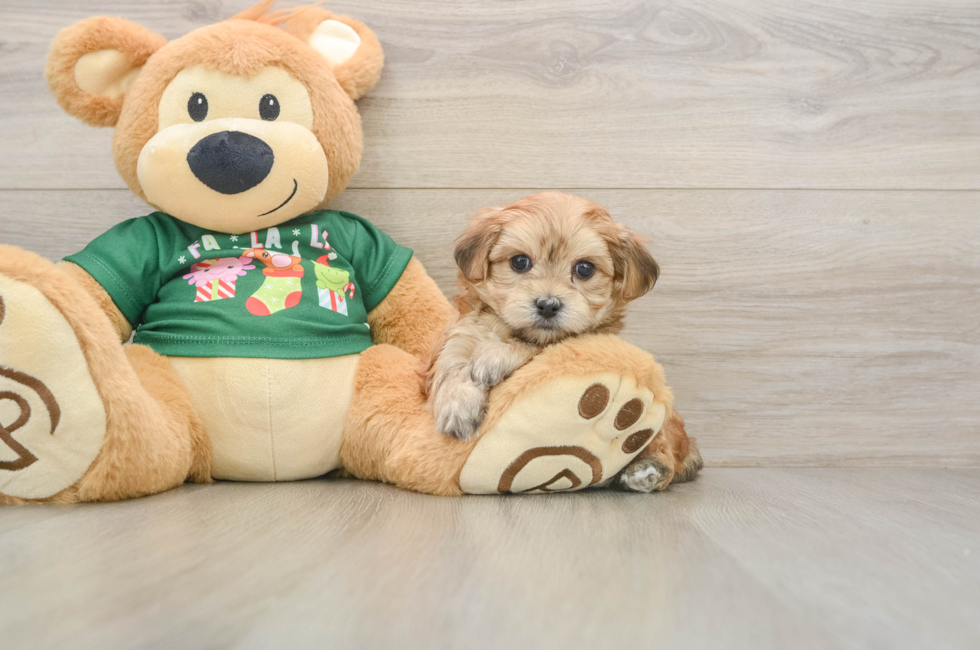 5 week old Morkie Puppy For Sale - Puppy Love PR