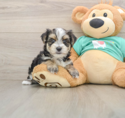6 week old Morkie Puppy For Sale - Puppy Love PR