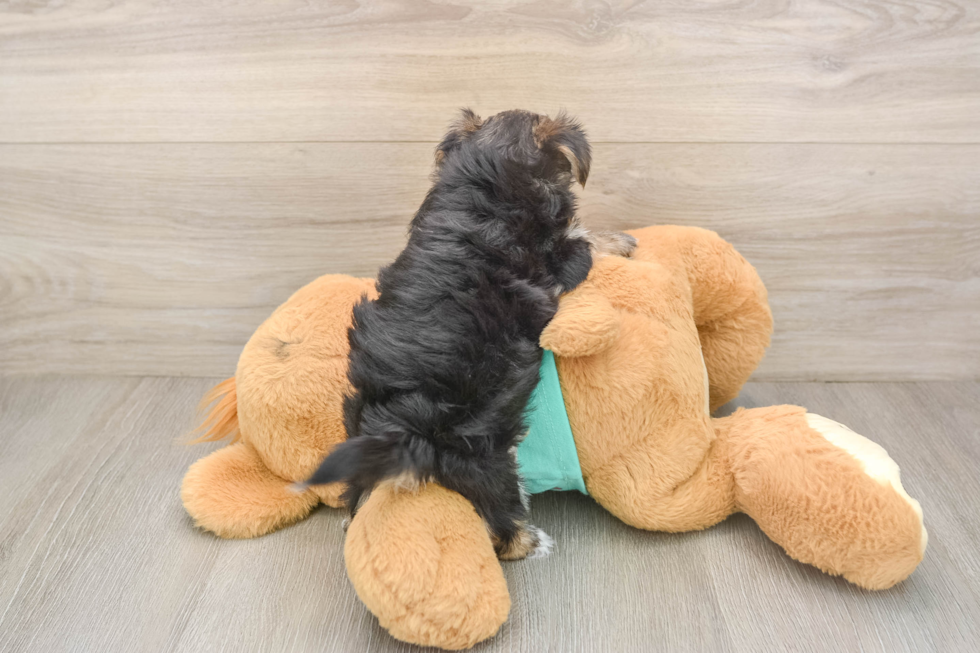 Morkie Puppy for Adoption