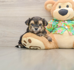 5 week old Morkie Puppy For Sale - Puppy Love PR