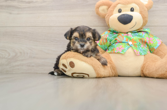 Sweet Morkie Baby