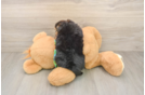 Best Morkie Baby