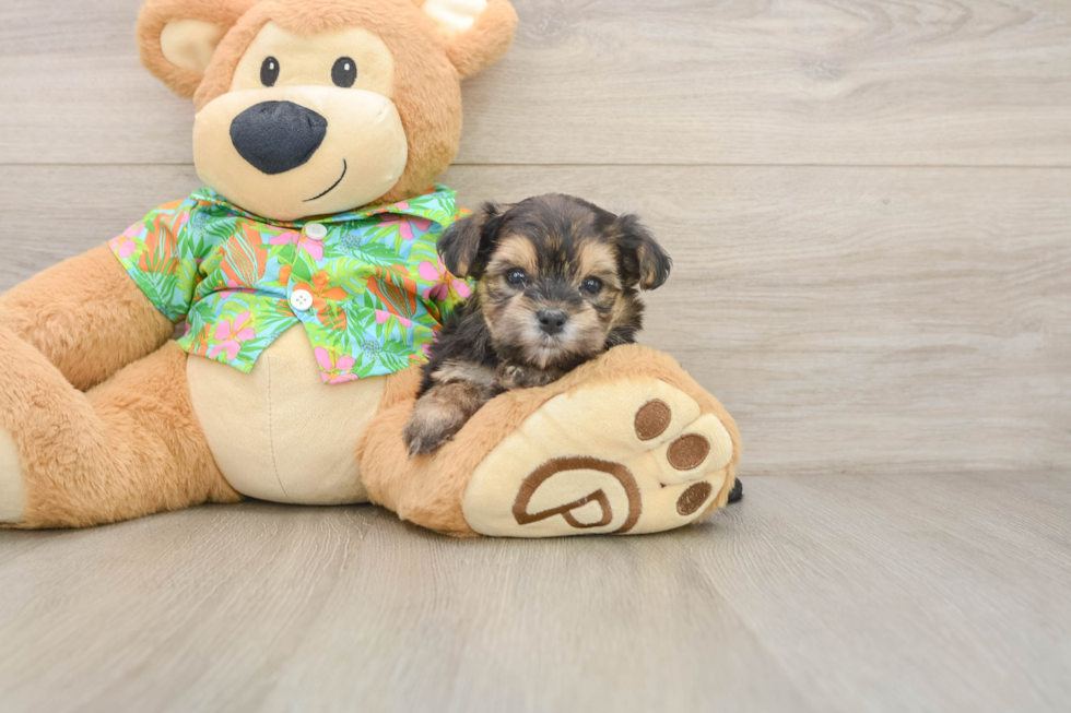 Friendly Morkie Baby