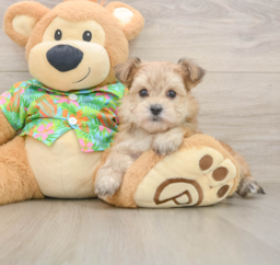 6 week old Morkie Puppy For Sale - Puppy Love PR