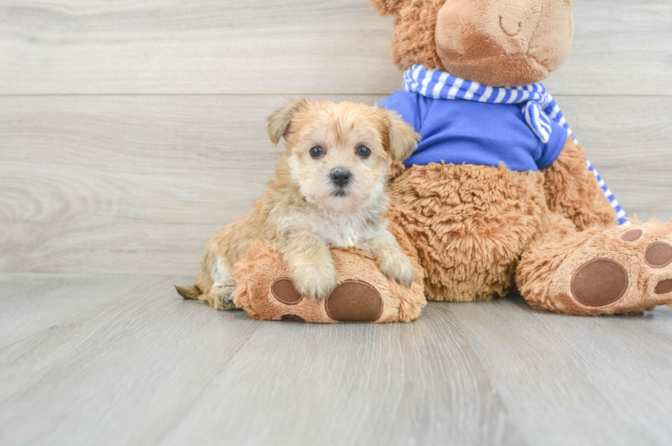 6 week old Morkie Puppy For Sale - Puppy Love PR