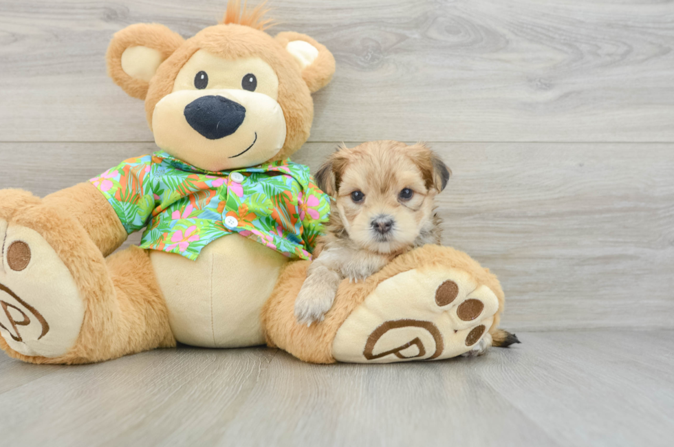 6 week old Morkie Puppy For Sale - Puppy Love PR