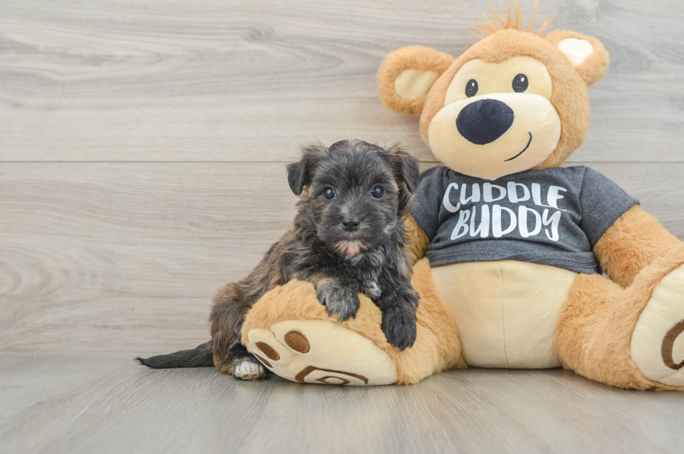 6 week old Morkie Puppy For Sale - Puppy Love PR