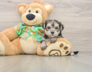 7 week old Morkie Puppy For Sale - Puppy Love PR