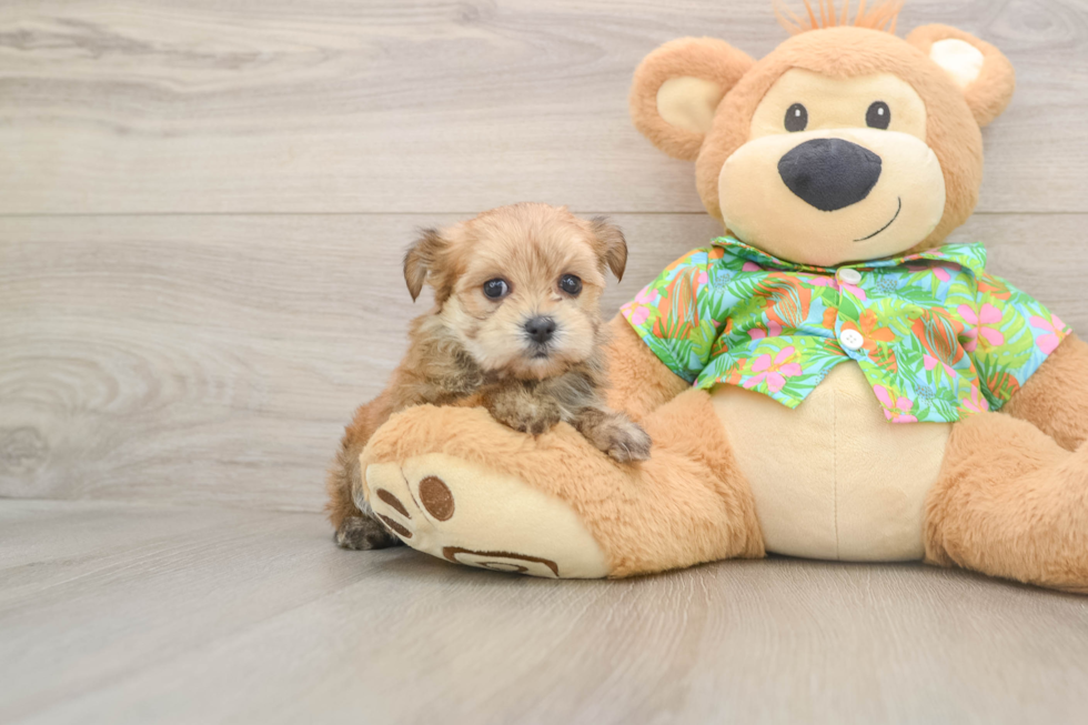 Best Morkie Baby