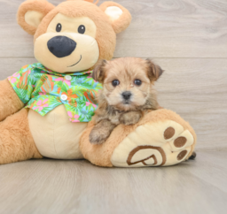 6 week old Morkie Puppy For Sale - Puppy Love PR
