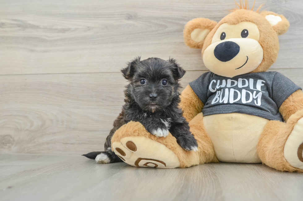 6 week old Morkie Puppy For Sale - Puppy Love PR