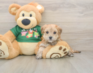 6 week old Morkie Puppy For Sale - Puppy Love PR