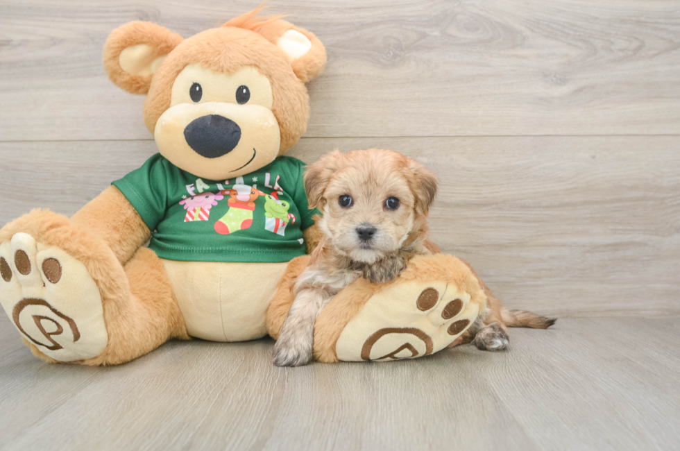 5 week old Morkie Puppy For Sale - Puppy Love PR