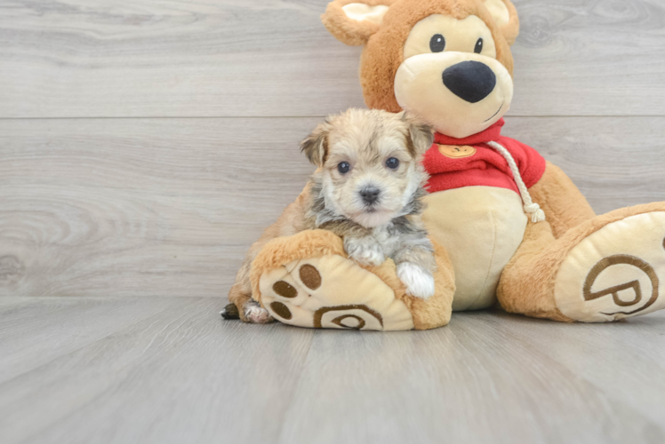 Meet Anastasia - our Morkie Puppy Photo 1/3 - Puppy Love PR Friendly Morkie Baby
