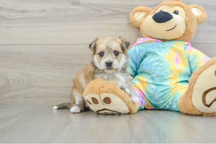 Meet Anastasia - our Morkie Puppy Photo 1/3 - Puppy Love PR Popular Morkie Designer Pup