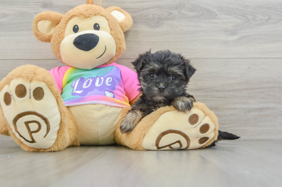 6 week old Morkie Puppy For Sale - Puppy Love PR