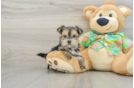 Morkie Pup Being Cute