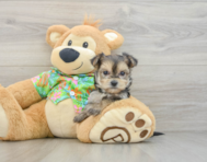 5 week old Morkie Puppy For Sale - Puppy Love PR