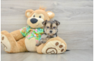 Small Morkie Baby