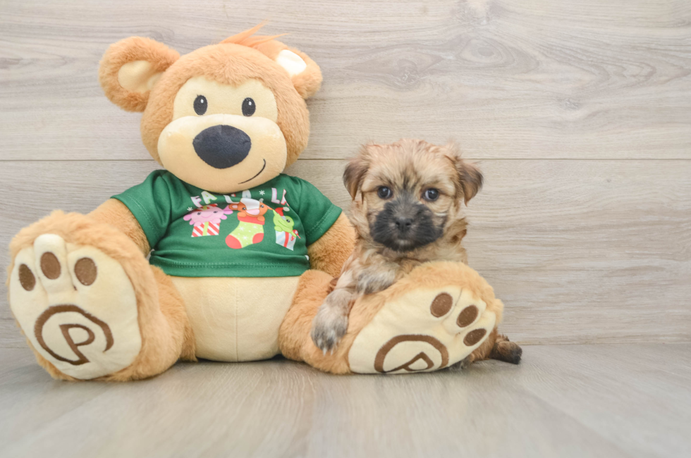 5 week old Morkie Puppy For Sale - Puppy Love PR