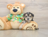8 week old Morkie Puppy For Sale - Puppy Love PR