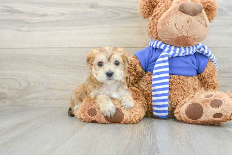 Meet Ares - our Morkie Puppy Photo 1/3 - Puppy Love PR Energetic Morkshire Terrier Designer Puppy