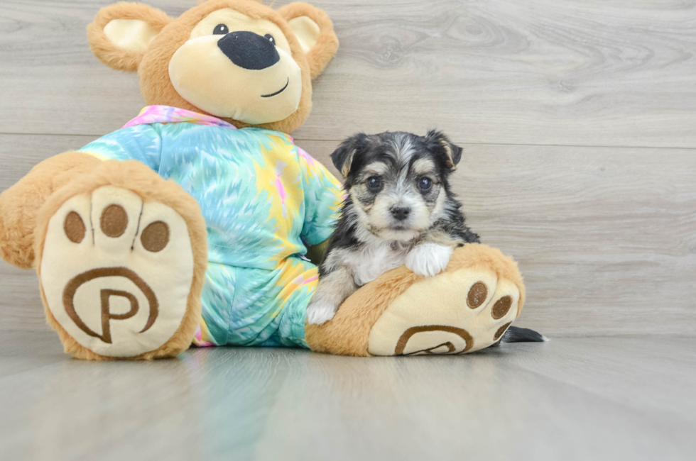 5 week old Morkie Puppy For Sale - Puppy Love PR