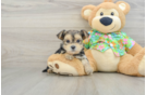 Morkie Pup Being Cute
