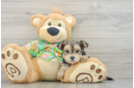 Morkie Puppy for Adoption