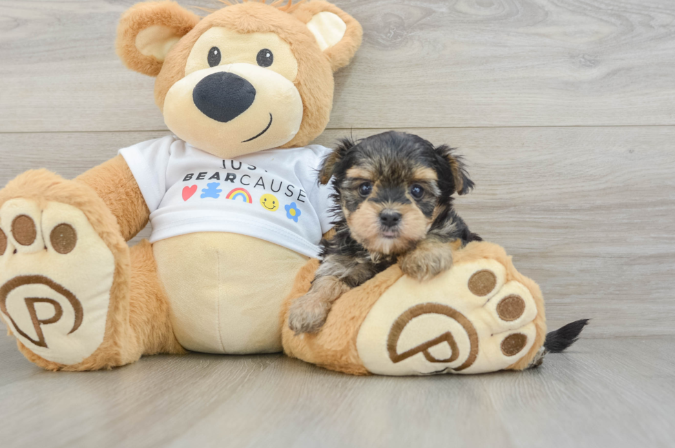 6 week old Morkie Puppy For Sale - Puppy Love PR